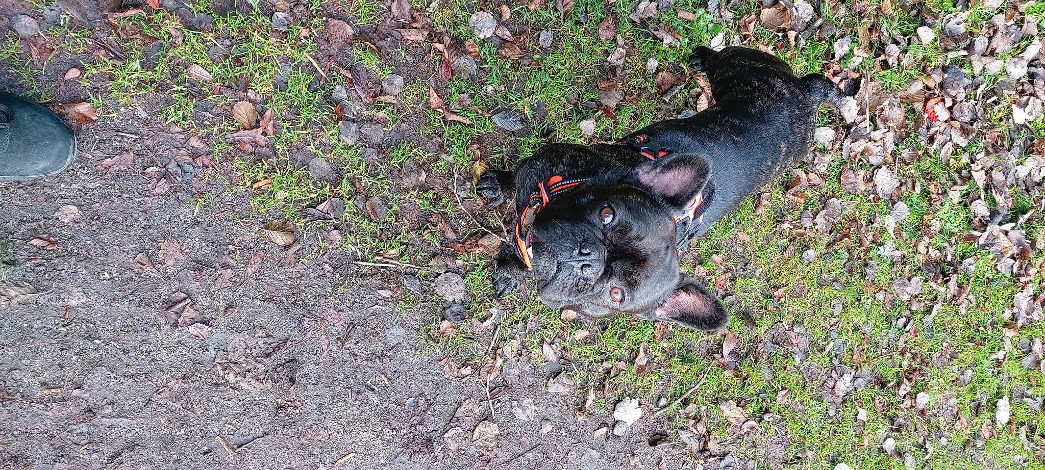 Osko participe au concours pour gagner de l'argent avec cette photo : canidae, carnivore, dog, dog_breed, grass, hunting_dog, jagdterrier, snout