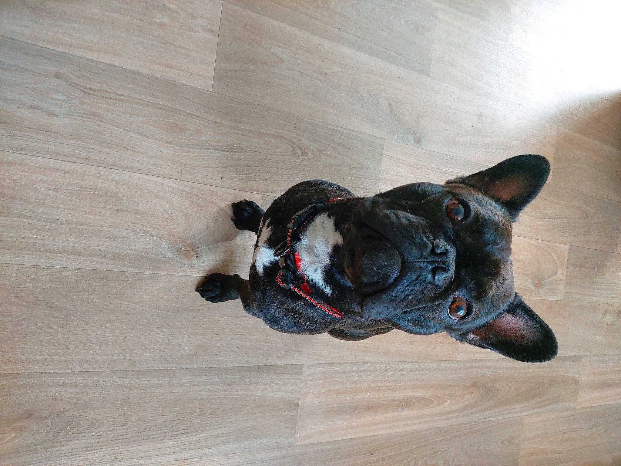 Osko a rejoint le concours — aidez-le/la à gagner de superbes lots ! boston_terrier, bulldog, canidae, carnivore, companion_dog, dog, dog_breed, fawn, floor, flooring, french_bulldog, hardwood, mammal, non_sporting_group, olde_english_bulldogge, snout, sporting_group, tail, wood