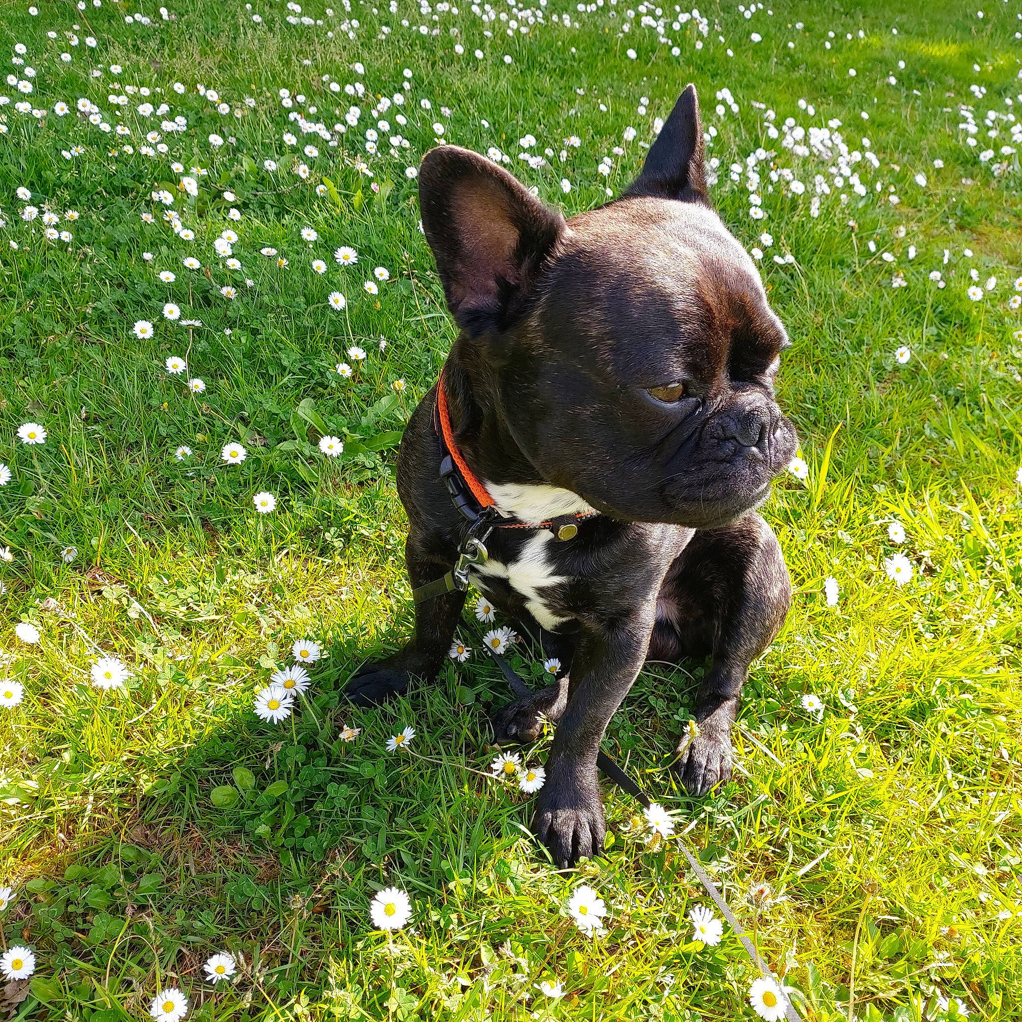 Osko participe au concours pour gagner de l'argent avec cette photo : american_staffordshire_terrier, boston_terrier, bull_and_terrier, canidae, carnivore, companion_dog, dog, dog_breed, dog_collar, fawn, french_bulldog, grass, mammal, non_sporting_group, plant, rare_breed_dog, snout, sporting_group, toy_bulldog, vertebrate