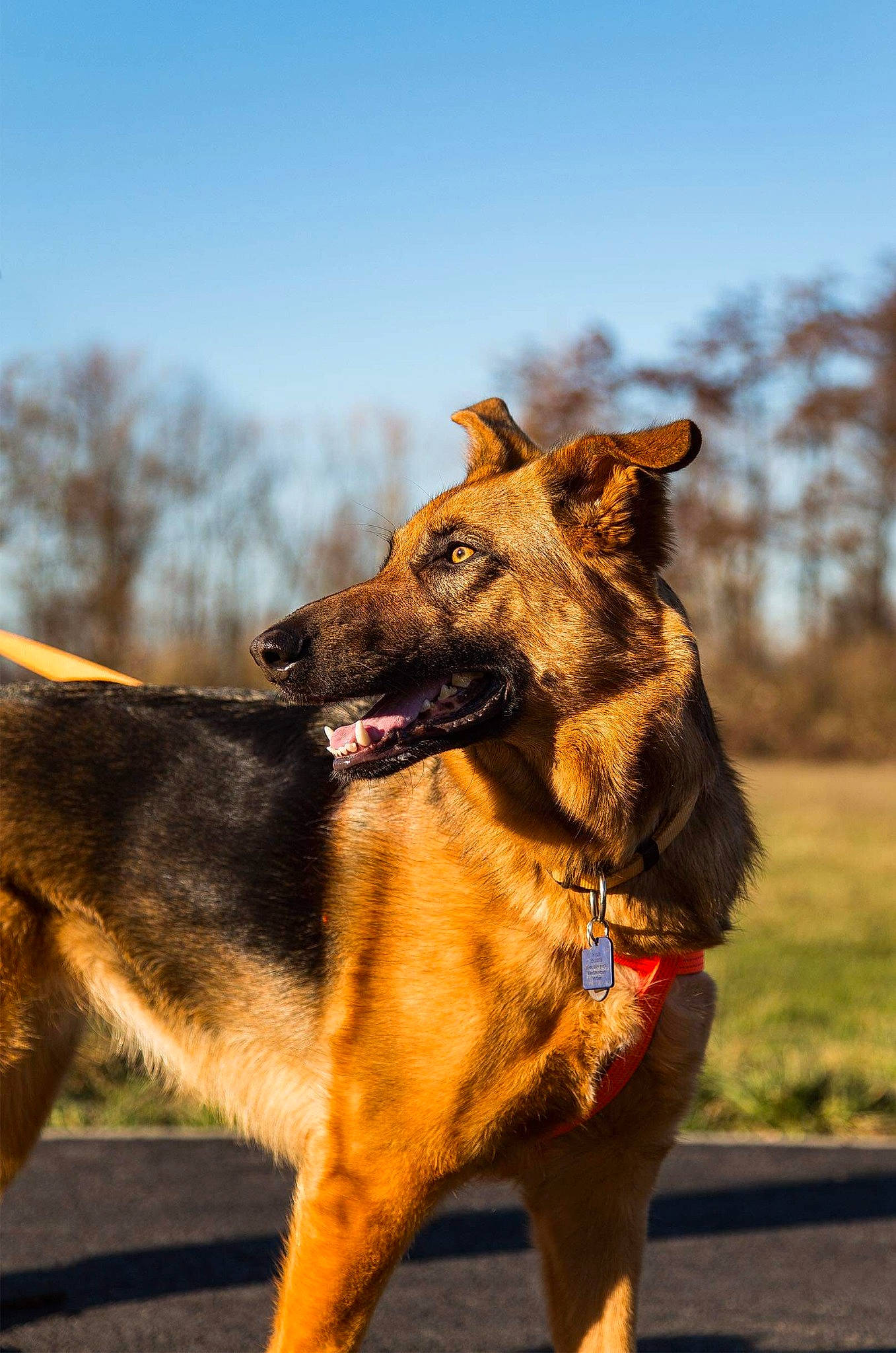 Onka participe au concours pour gagner de l'argent avec cette photo : biting, canidae, carnivore, collar, companion_dog, dog, dog_breed, dog_collar, dog_supply, fawn, fur, leash, old_german_shepherd_dog, plant, sky, snout, sporting_group, tree, whiskers, working_animal