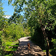 Onka participe au concours pour gagner de l'argent avec cette photo : asphalt, carnivore, dog, fawn, forest, grass, landscape, leisure, natural_landscape, plant, road, road_surface, shade, shrub, sky, thoroughfare, trail, tree, walkway, wood