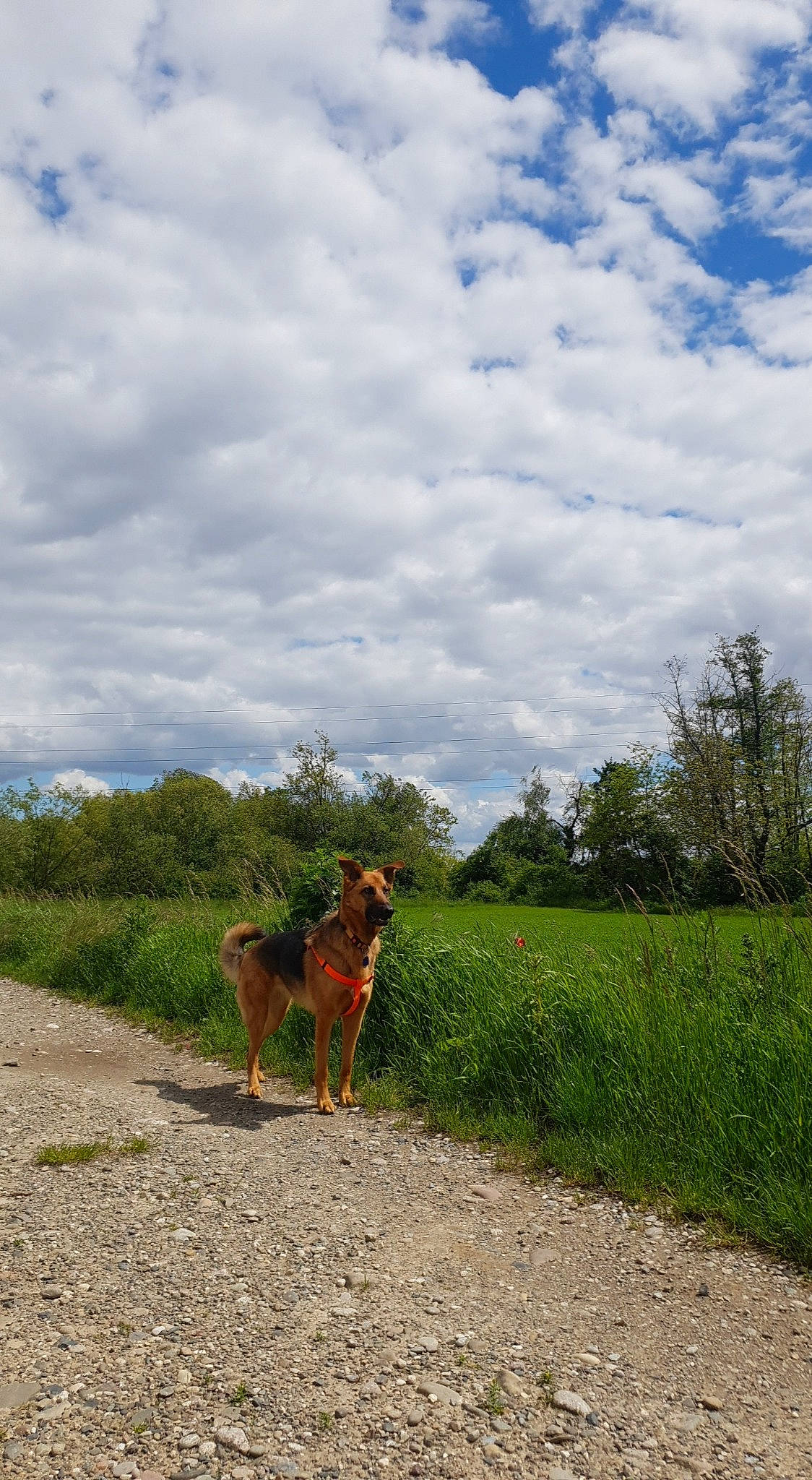 Onka a rejoint le concours — aidez-le/la à gagner de superbes lots ! carnivore, cloud, cumulus, dog, dog_breed, fawn, field, grass, grassland, landscape, meadow, natural_landscape, pasture, plant, prairie, road, sky, tail, tree, working_animal