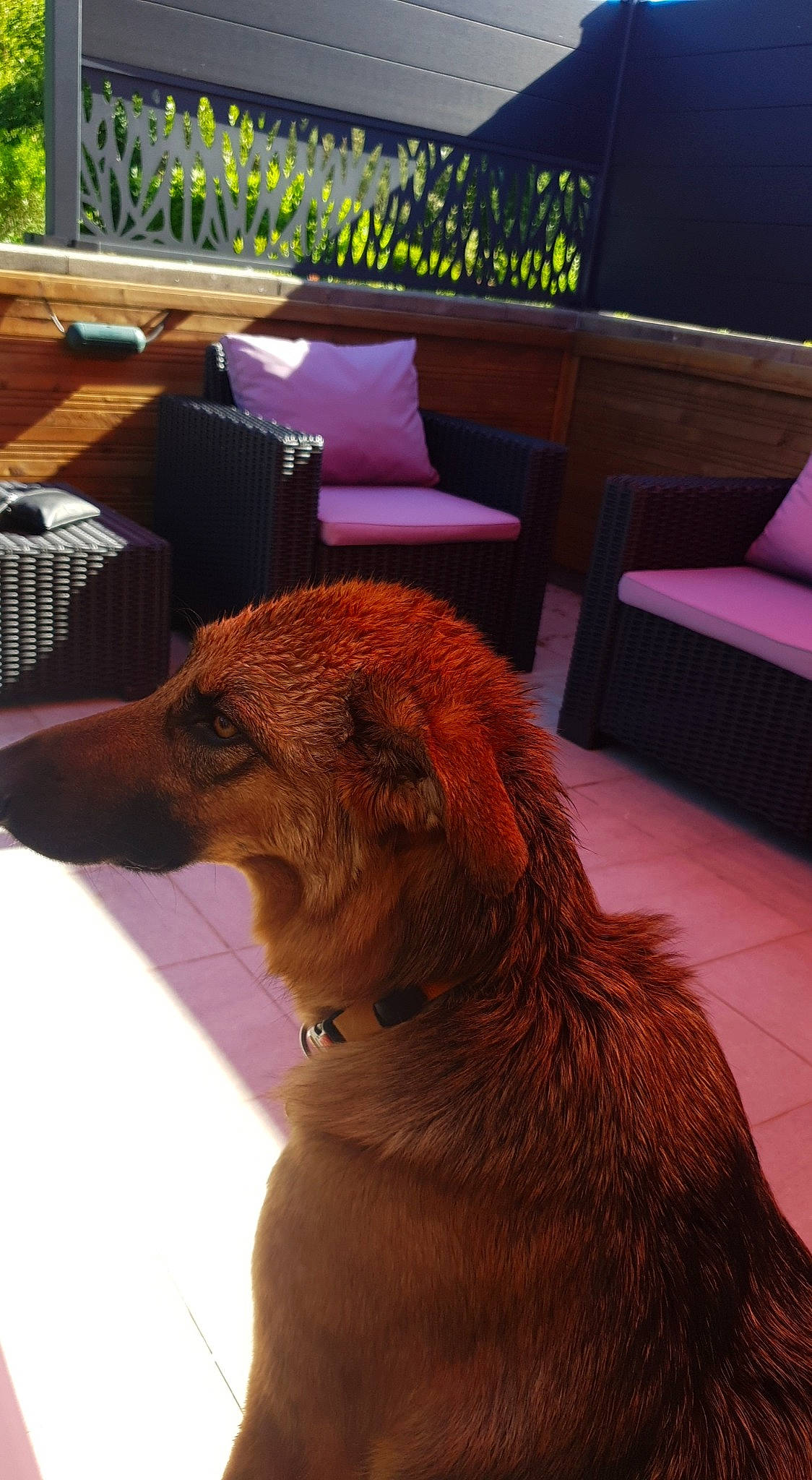 Onka participe au concours pour gagner de l'argent avec cette photo : carnivore, collar, comfort, companion_dog, couch, dog, dog_breed, dog_collar, dog_supply, fawn, flooring, fur, hardwood, liver, pet_supply, snout, tail, whiskers, wood, working_animal