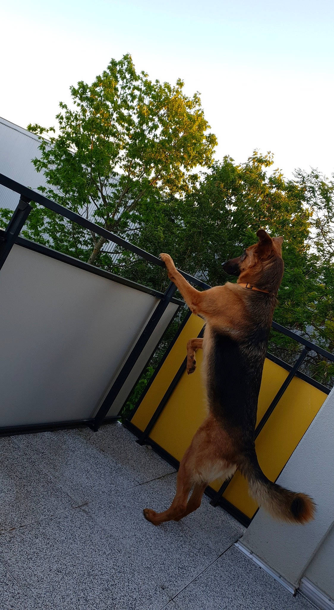 Onka a rejoint le concours — aidez-le/la à gagner de superbes lots ! asphalt, carnivore, companion_dog, dog, dog_breed, elbow, fawn, fish, grass, leisure, plant, recreation, shade, sky, sporting_group, tail, tree, wildlife, wood, yellow