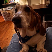 Dolce joined the competition — help win amazing prizes! bandana, basset_hound, brown, close_up, cozy, dog, ears, furniture, indoor, jeans, lamp, laundry_basket, paws, person, pet, relaxed, sitting, warm_lighting, white, wood_floor