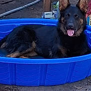 Sage Stout is registered to the contest to win money with this photo: dog, german_shepherd, pool, blue, outdoor, backyard, grass, hose, plastic, pet, animal, canine, relaxed, tongue_out, ears_up, sunlight, fence, chair, ground, summer