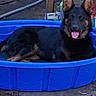 dog, german_shepherd, pool, blue, outdoor, backyard, grass, hose, plastic, pet, animal, canine, relaxed, tongue_out, ears_up, sunlight, fence, chair, ground, summer