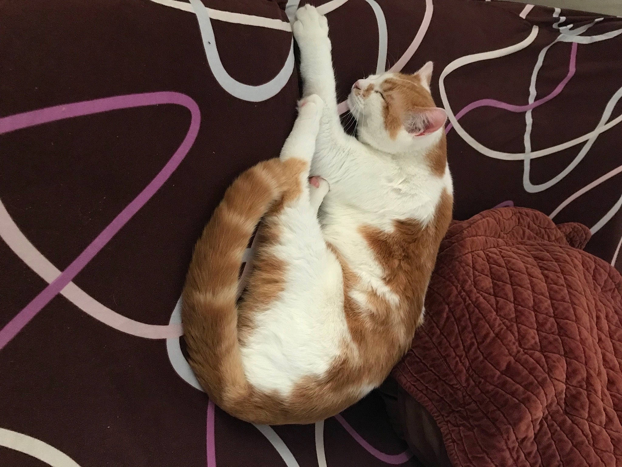 Billy participe au concours pour gagner de l'argent avec cette photo : canidae, carnivore, cat, claw, comfort, companion_dog, domestic_short_haired_cat, fawn, felidae, fur, marsupial, paw, small_to_medium_sized_cats, snout, sporting_group, tail, terrestrial_animal, whiskers, wildlife, wood