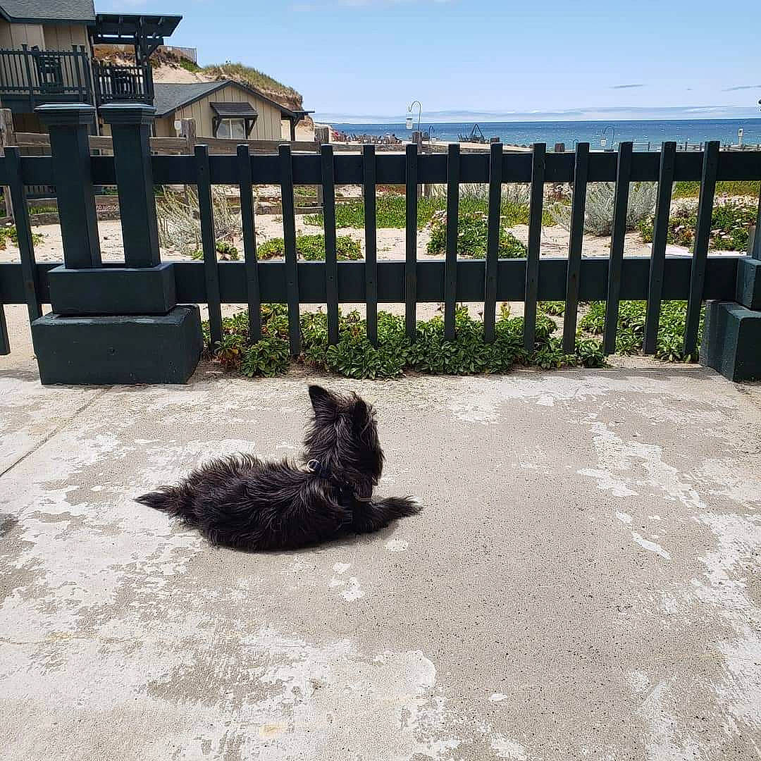 Commander Spock is registered to the contest to win money with this photo: cairn_terrier, canidae, carnivore, cat, dog, dog_breed, felidae, home, iron, schipperke, small_to_medium_sized_cats, sporting_group, square, tail, terrier