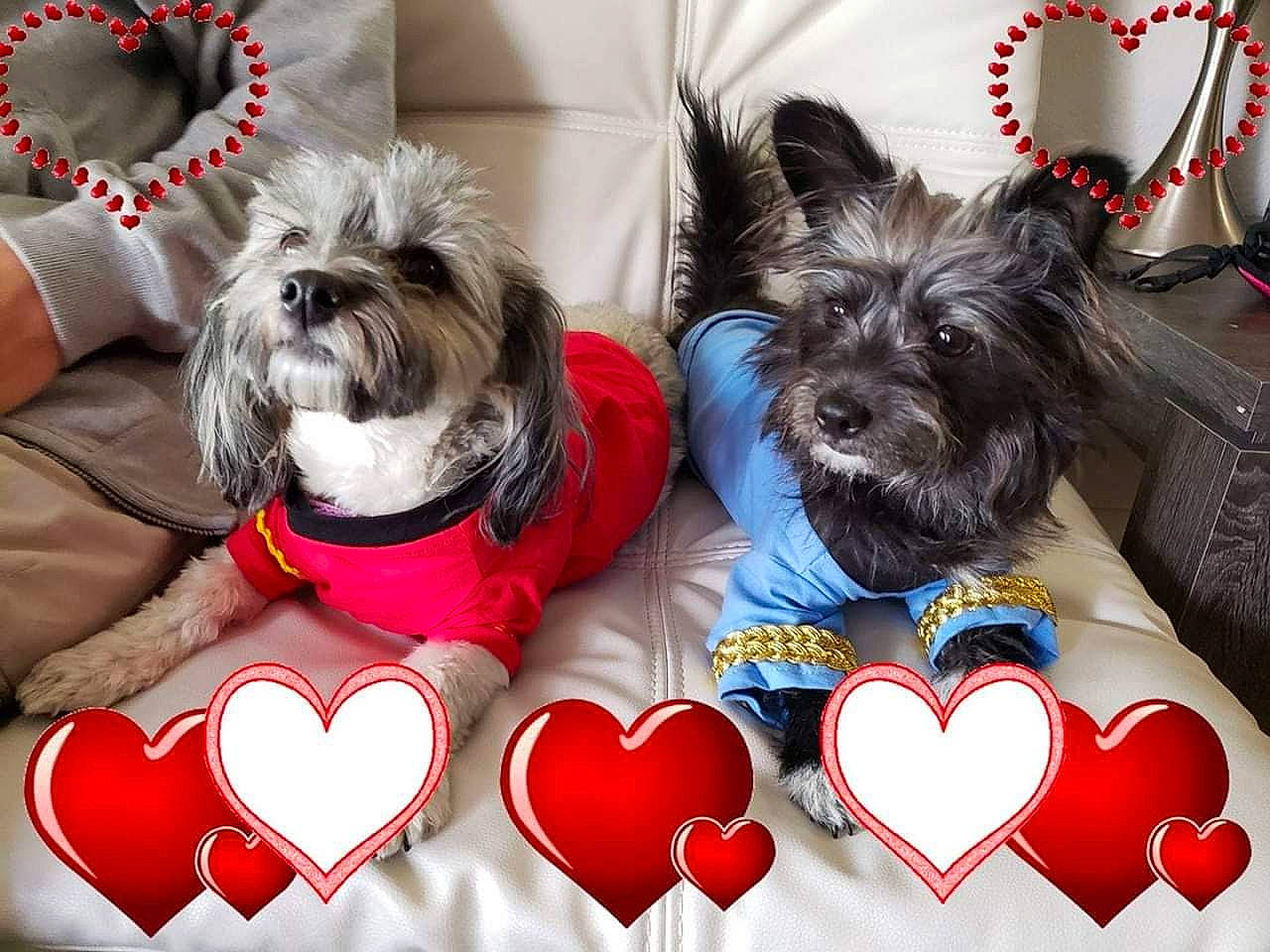 Commander Spock joined the competition — help win amazing prizes! cairn_terrier, canidae, carnivore, chinese_imperial_dog, companion_dog, dog, dog_breed, dog_clothes, lhasa_apso, mammal, morkie, puppy, puppy_love, rare_breed_dog, shih_tzu, skye_terrier, snout, toy_dog, valentines_day, yorkshire_terrier