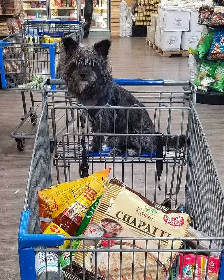 Commander Spock is registered to the contest to win money with this photo: animal_shelter, cage, cairn_terrier, canidae, carnivore, cart, cat, dog, dog_breed, felidae, grocery_store, norwich_terrier, puppy, shopping_cart, small_to_medium_sized_cats, supermarket, vehicle