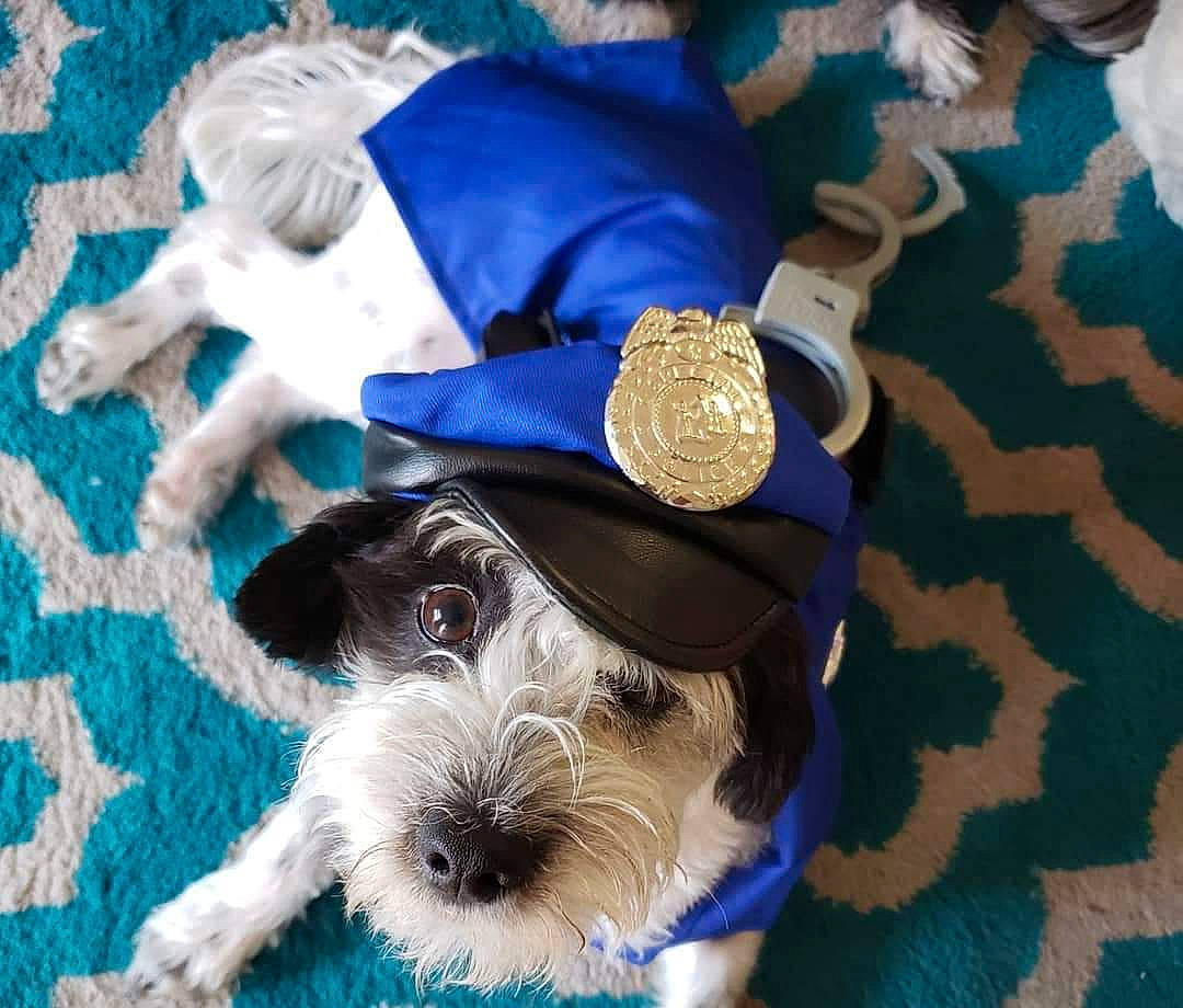 Rolo The Preppy Mobster is registered to the contest to win money with this photo: blue, canidae, carnivore, dog, dog_breed, dog_clothes, hat, havanese, headgear, miniature_schnauzer, morkie, puppy, schnauzer, schnoodle, sporting_group, sporting_lucas_terrier, standard_schnauzer, terrier, toy_dog