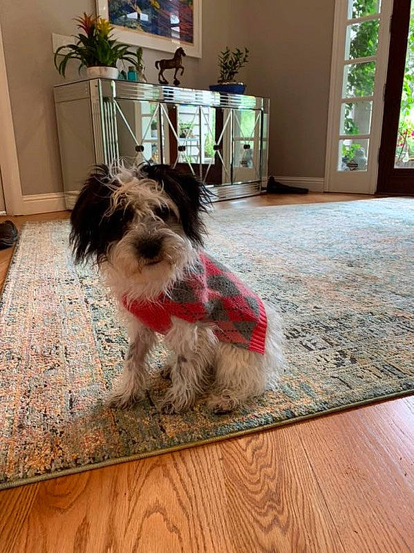 Rolo The Preppy Mobster