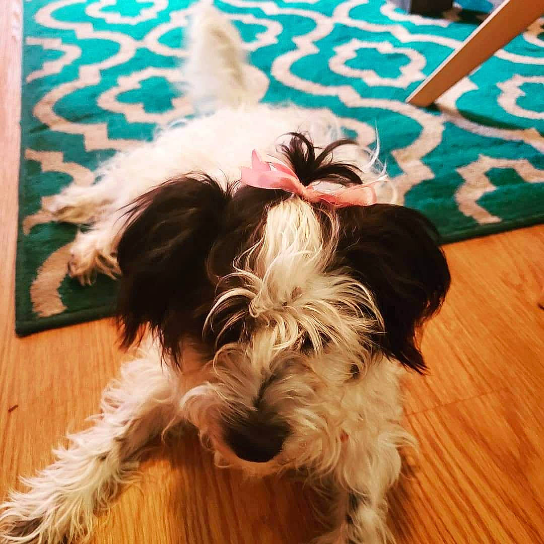 Rolo The Preppy Mobster is registered to the contest to win money with this photo: canidae, carnivore, companion_dog, dog, dog_breed, ear, mammal, miniature_schnauzer, puppy, rare_breed_dog, schnauzer, snout, sporting_group, sporting_lucas_terrier, terrier, tibetan_terrier, toy_dog, vertebrate, west_highland_white_terrier, yorkshire_terrier