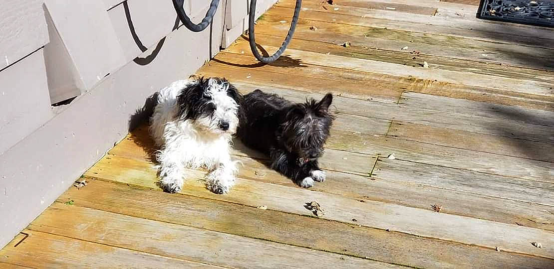 Rolo The Preppy Mobster joined the competition — help win amazing prizes! bolonka, canidae, carnivore, companion_dog, dog, dog_breed, havanese, mammal, non_sporting_group, petit_basset_griffon_vendeen, puppy, shih_tzu, sporting_group, sporting_lucas_terrier, terrier, tibetan_terrier, toy_dog