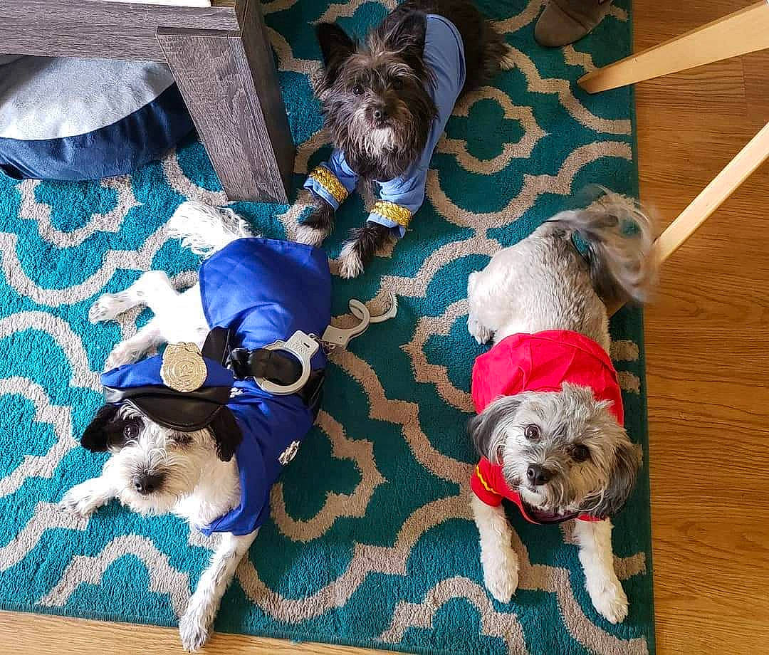 Rolo The Preppy Mobster is registered to the contest to win money with this photo: border_terrier, canidae, carnivore, companion_dog, dog, dog_breed, dog_clothes, floor, flooring, mammal, morkie, petit_basset_griffon_vendeen, puppy, puppy_love, schnoodle, shih_tzu, sporting_group, sporting_lucas_terrier, toy_dog, vertebrate