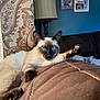 cat, siamese_cat, blue_eyes, feline, pet, indoor, couch, living_room, paw, fur, relaxed, home_decor, lamp, curtain, pattern, portrait, animal, cozy, resting, furniture