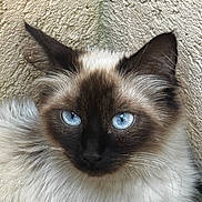Princesse a rejoint le concours — aidez-le/la à gagner de superbes lots ! cat, siamese_cat, blue_eyes, fluffy, close_up, portrait, feline, whiskers, ears, fur, animal, pet, indoor, beige_wall, texture, corner, looking_at_camera, cute, soft_light, domestic_cat