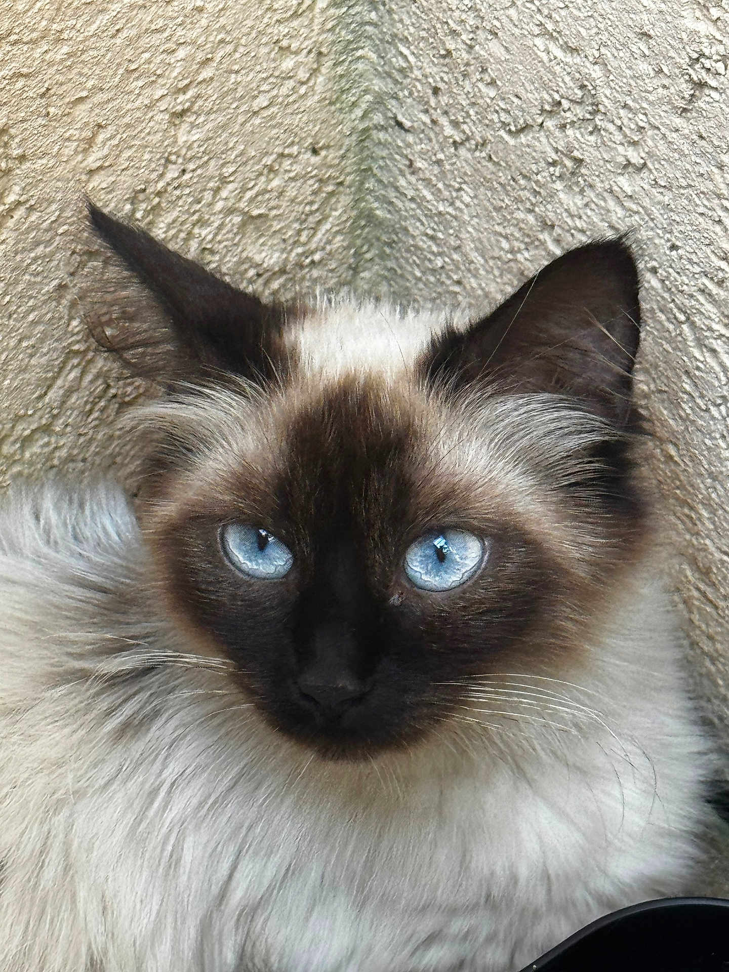 Princesse a rejoint le concours — aidez-le/la à gagner de superbes lots ! cat, siamese_cat, blue_eyes, fluffy, close_up, portrait, feline, whiskers, ears, fur, animal, pet, indoor, beige_wall, texture, corner, looking_at_camera, cute, soft_light, domestic_cat