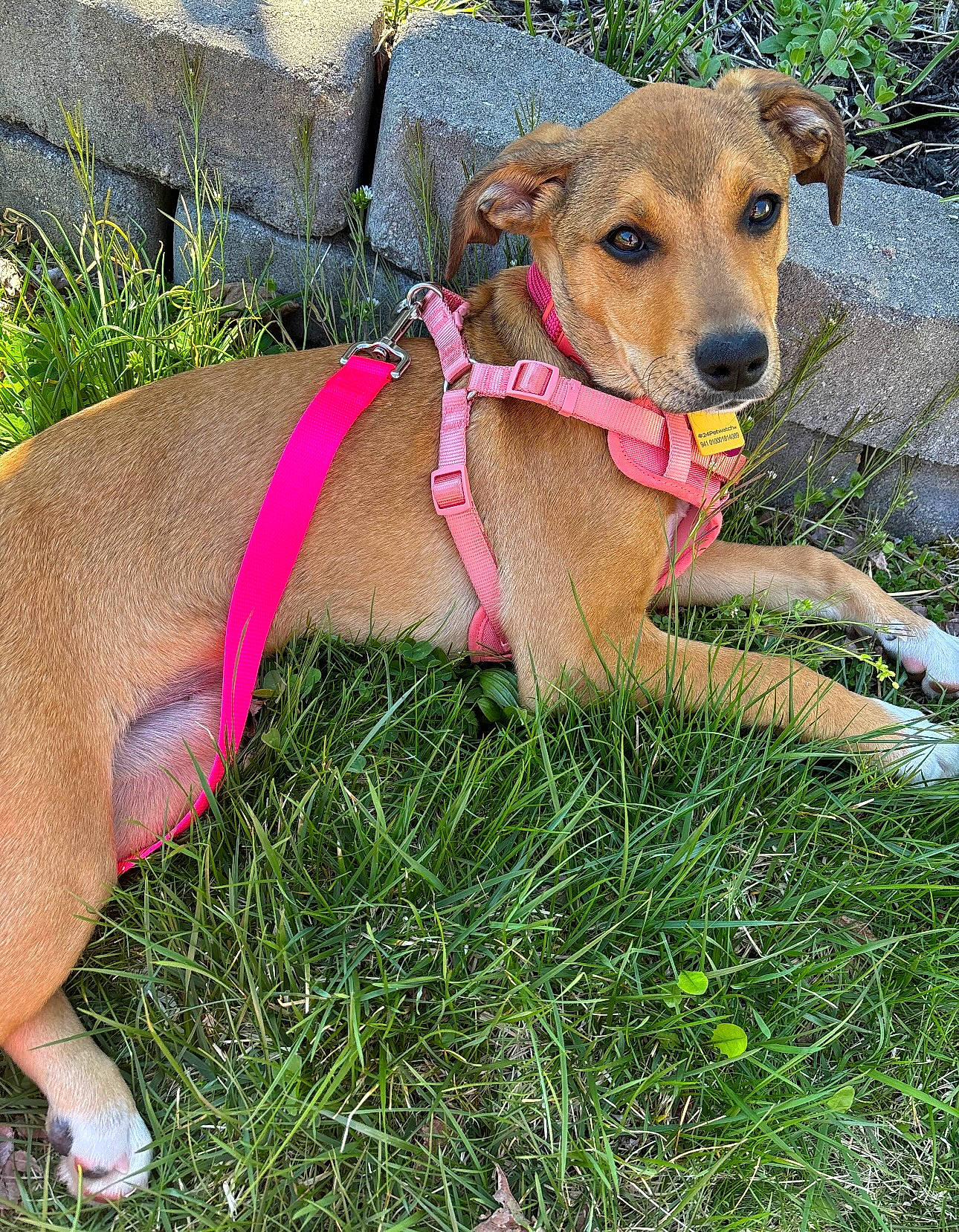 Dakota joined the competition — help win amazing prizes! canidae, carnivore, collar, companion_dog, dog, dog_breed, dog_clothes, dog_collar, dog_supply, fawn, grass, hunting_dog, leash, pet_supply, plant, snout, sporting_group, tail, working_animal, working_dog