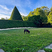 Nala participe au concours pour gagner de l'argent avec cette photo : dog, black_dog, grass, lawn, hedge, trees, sky, clouds, outdoor, pet, collar, greenery, nature, sunlight, daytime, garden, shrubbery, canine, animal, park