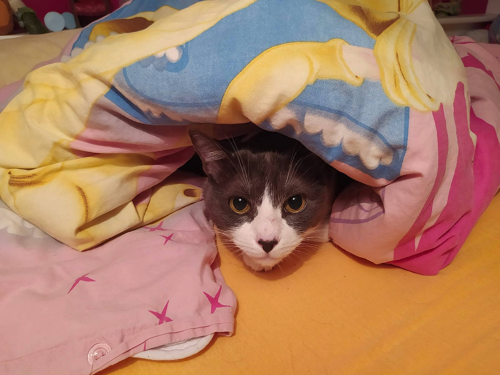 Tom participe au concours pour gagner de l'argent avec cette photo : bag, carnivore, cat, comfort, costume_hat, domestic_short_haired_cat, fashion_accessory, fawn, fedora, felidae, fur, hat, linens, small_to_medium_sized_cats, stuffed_toy, tail, textile, whiskers