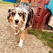 Patches joined the competition — help win amazing prizes! dog, australian_shepherd, heterochromia, playground, plastic_play_structure, gravel, grass, outdoor, pet, animal, walking, curious, brown_eyes, blue_eye, collar, tag, daylight, nature, park, play