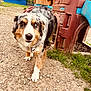 dog, australian_shepherd, heterochromia, playground, plastic_play_structure, gravel, grass, outdoor, pet, animal, walking, curious, brown_eyes, blue_eye, collar, tag, daylight, nature, park, play