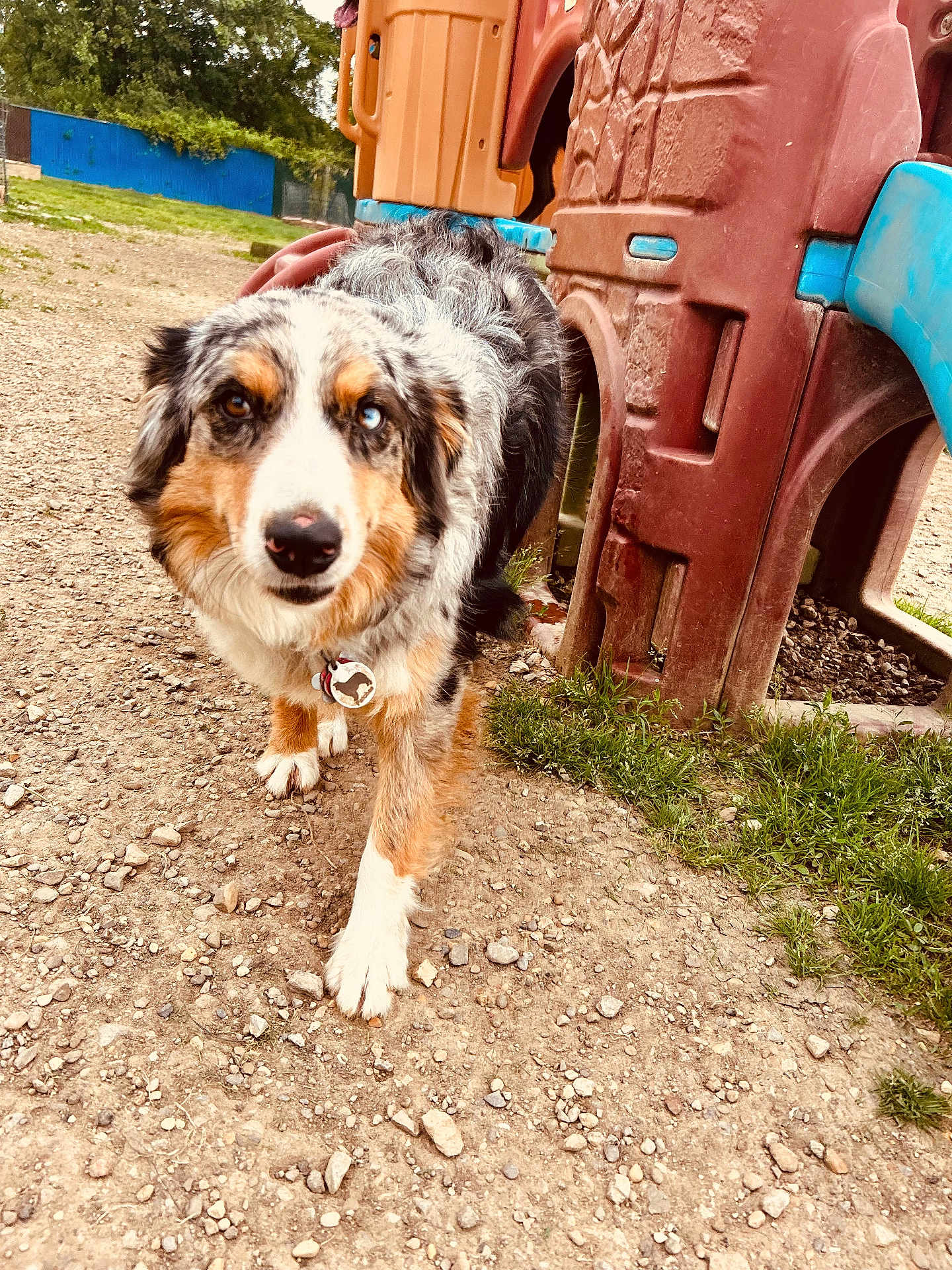Patches joined the competition — help win amazing prizes! dog, australian_shepherd, heterochromia, playground, plastic_play_structure, gravel, grass, outdoor, pet, animal, walking, curious, brown_eyes, blue_eye, collar, tag, daylight, nature, park, play