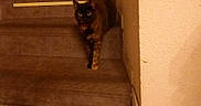 Inima participe au concours pour gagner de l'argent avec cette photo : animal, carpeted_stairs, cat, corner, curious, dim_lighting, feline, floor, home, indoor, looking, pet, quiet, shadow, stairs, step, tail, tile_floor, tortoiseshell_cat, wall