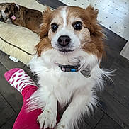 Murphy is registered to the contest to win money with this photo: animal, brown, clothing, collar, cushion, cute, dog, floor, fur, indoor, leg, patterned, pet, pink, relaxed, socks, tag, tile_floor, white, wood_floor