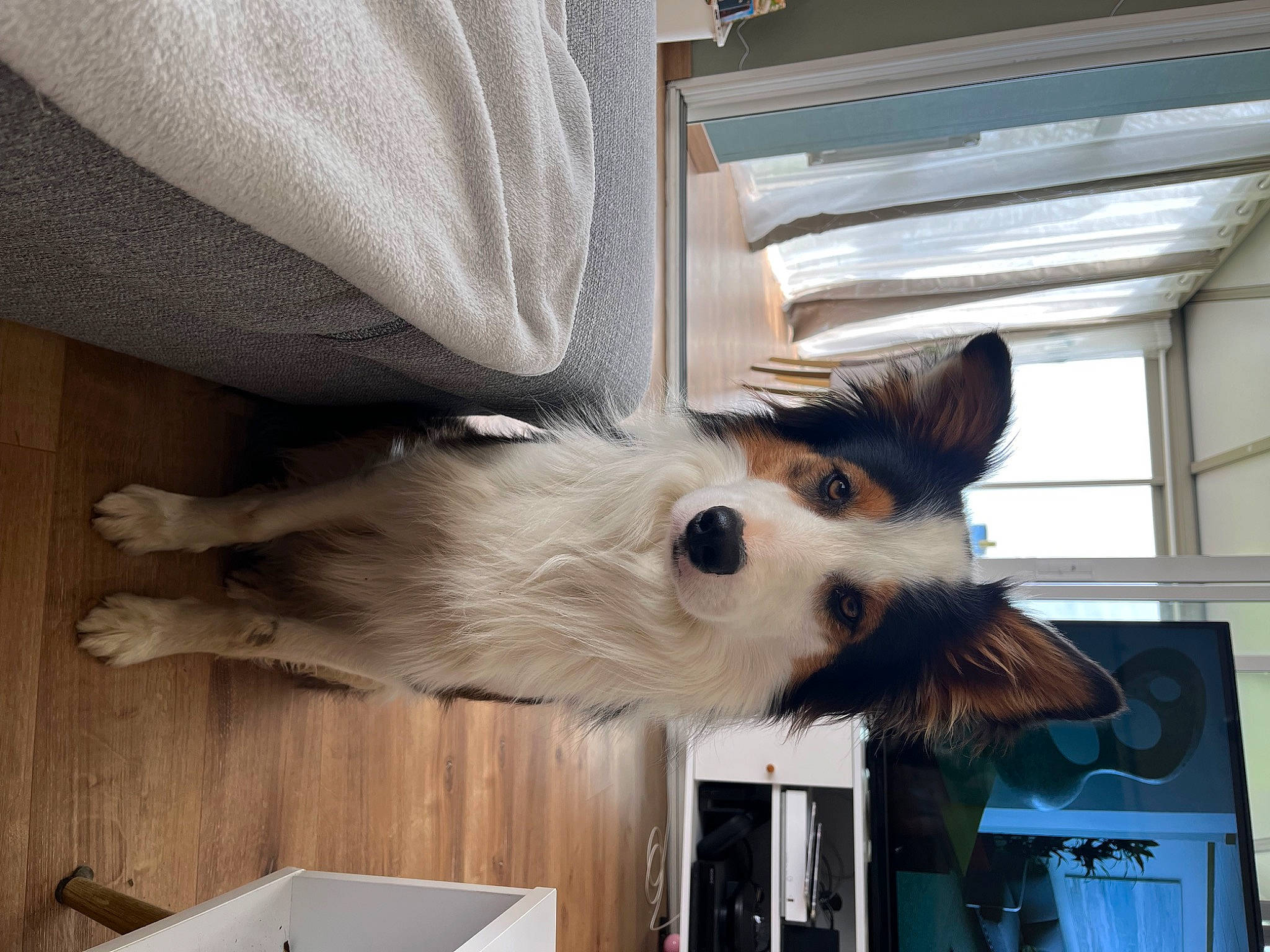 Soumo a rejoint le concours — aidez-le/la à gagner de superbes lots ! canidae, carnivore, companion_dog, dog, dog_breed, fawn, felidae, fur, hardwood, small_terrier, small_to_medium_sized_cats, snout, sporting_group, tail, terrier, toy_dog, whiskers, window, wood, working_animal