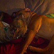 Manny is registered to the contest to win money with this photo: dog, brindle, tan, couch, snuggling, pets, indoor, cozy, sleeping, companion, animal, fur, resting, relaxed, friendship, canine, home, comfort, affection, warm_light