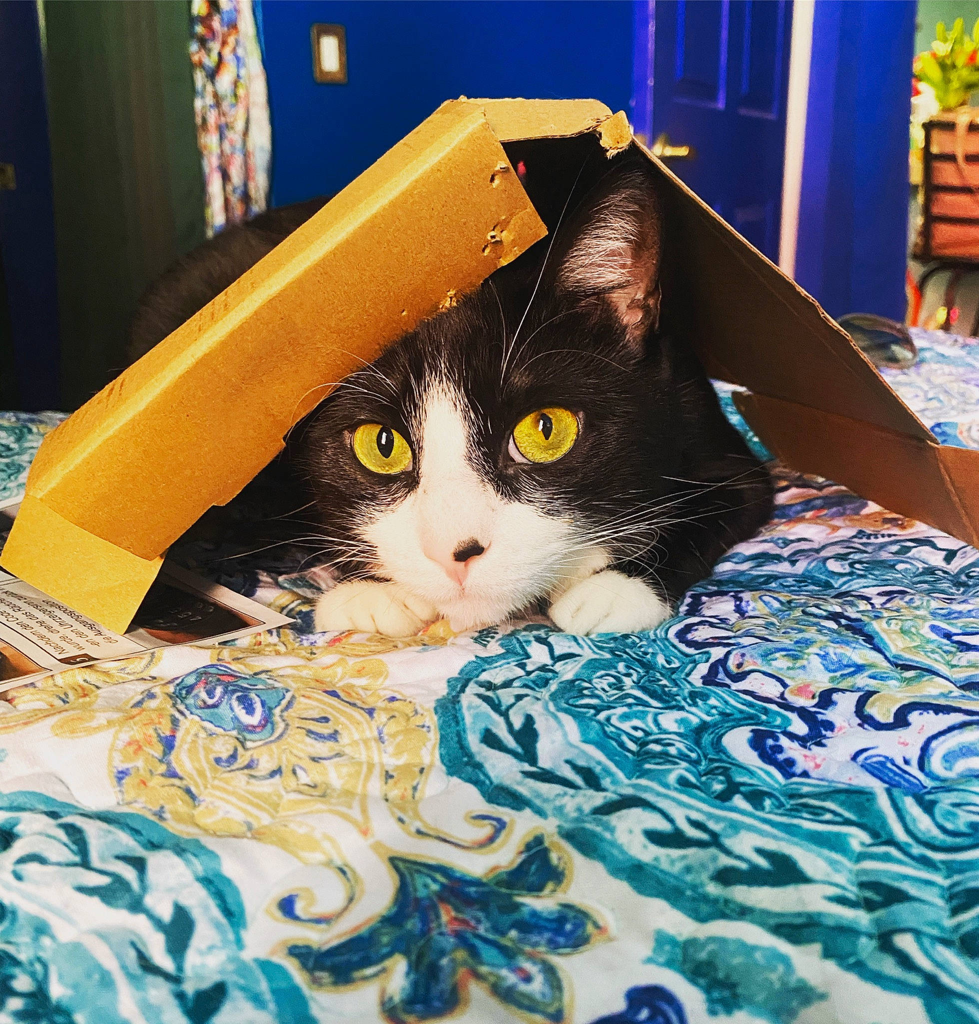 Billie joined the competition — help win amazing prizes! bedding, blue, box, carnivore, cat, comfort, domestic_short_haired_cat, electric_blue, felidae, flooring, flowerpot, fur, houseplant, lap, linens, pattern, room, small_to_medium_sized_cats, tail, whiskers