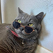 Pancho is registered to the contest to win money with this photo: cat, gray_cat, sunglasses, heart_shaped_sunglasses, pet, indoor, collar, bell, feline, relaxed, closeup, whiskers, yellow_eyes, texture_wall, floor, cute, cool, portrait, animal, domestic_animal