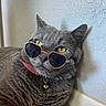 cat, gray_cat, sunglasses, heart_shaped_sunglasses, pet, indoor, collar, bell, feline, relaxed, closeup, whiskers, yellow_eyes, texture_wall, floor, cute, cool, portrait, animal, domestic_animal