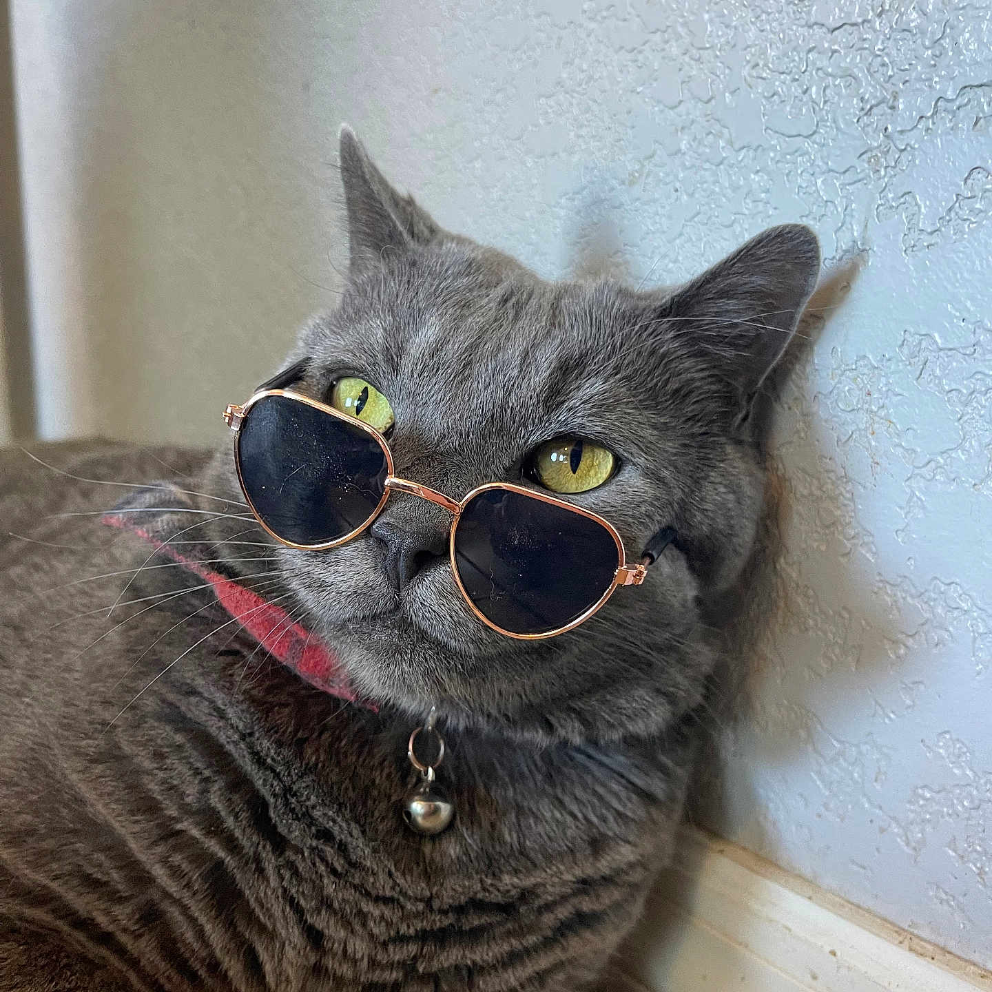 Pancho is registered to the contest to win money with this photo: cat, gray_cat, sunglasses, heart_shaped_sunglasses, pet, indoor, collar, bell, feline, relaxed, closeup, whiskers, yellow_eyes, texture_wall, floor, cute, cool, portrait, animal, domestic_animal