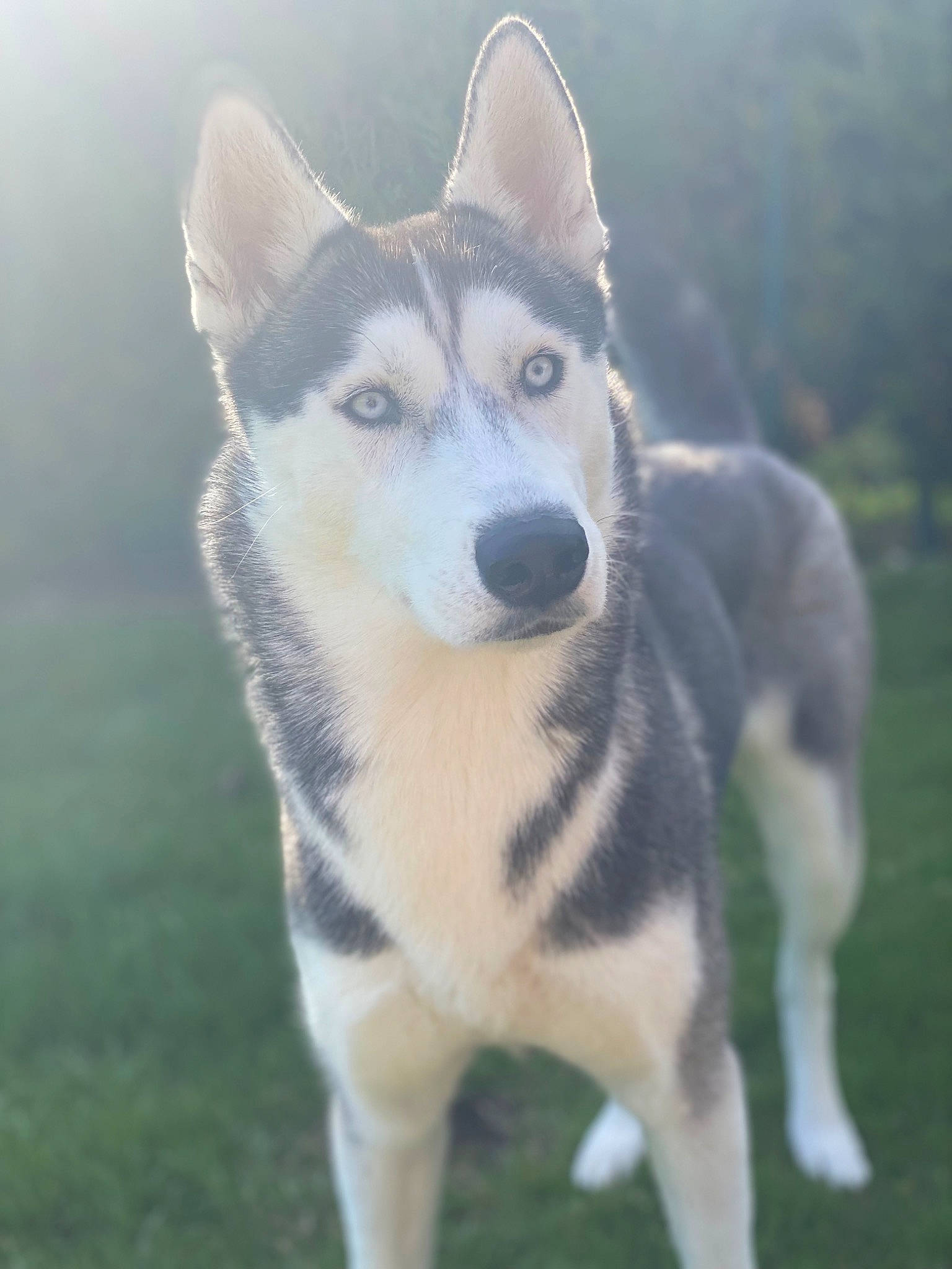 Shadow participe au concours pour gagner de l'argent avec cette photo : ancient_dog_breeds, canis, carnivore, companion_dog, dog, dog_breed, fur, grass, non_sporting_group, siberian_husky, sled_dog, snout, sporting_group, terrestrial_animal, whiskers, wolf, working_animal, working_dog