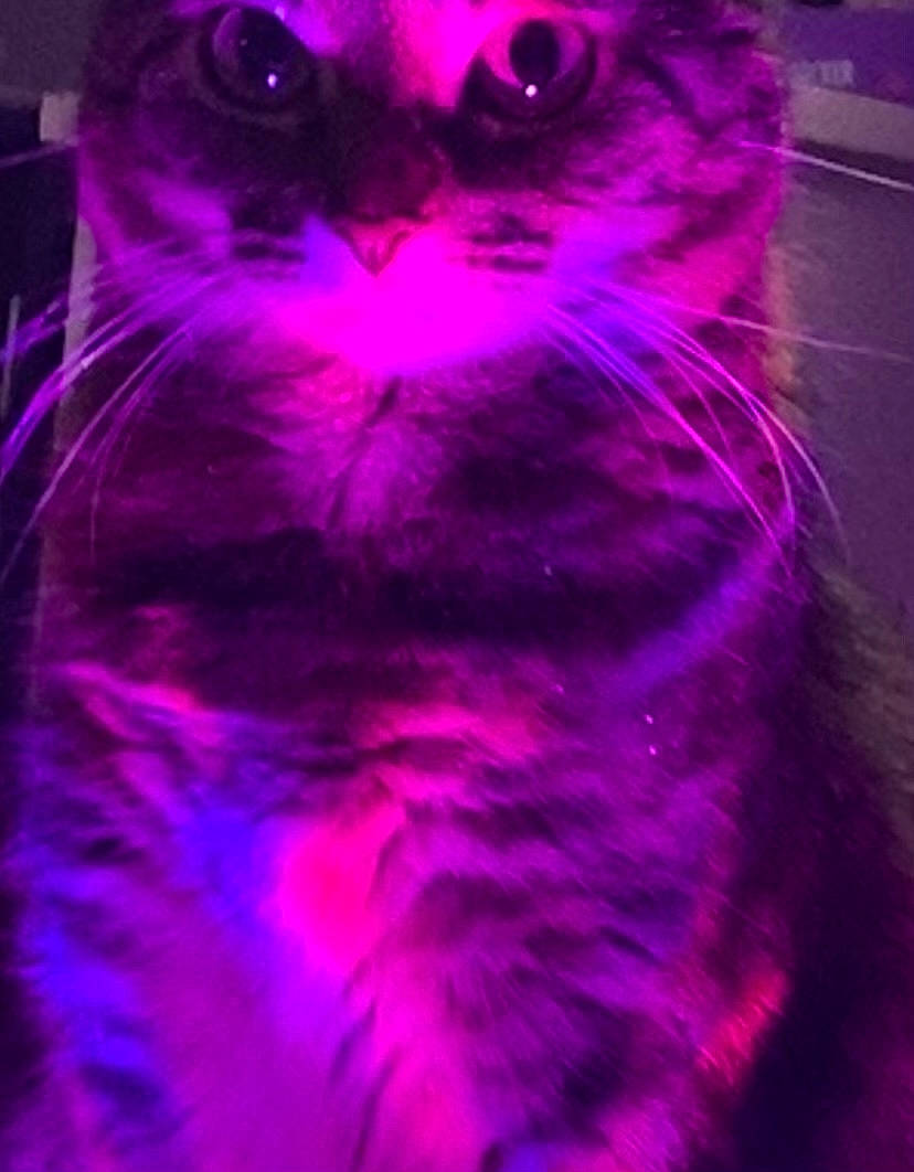 Kiki joined the competition — help win amazing prizes! art, black, carnivore, cat, darkness, electric_blue, felidae, fur, graphics, magenta, petal, pink, plant, purple, red, small_to_medium_sized_cats, snout, terrestrial_animal, violet, whiskers