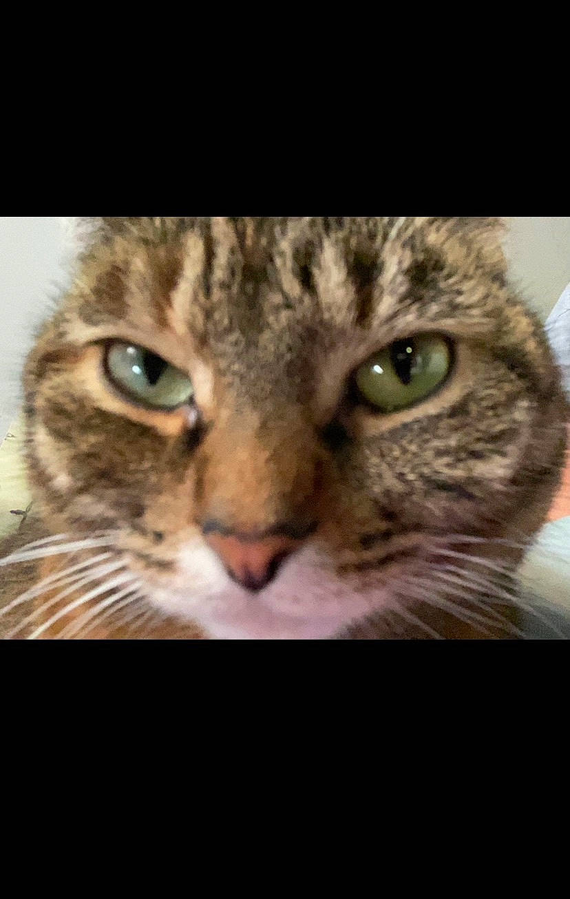 Kiki is registered to the contest to win money with this photo: carnivore, cat, close_up, domestic_short_haired_cat, eye, eyelash, felidae, fur, iris, photo_caption, small_to_medium_sized_cats, snout, terrestrial_animal, vertebrate, whiskers, wildlife, window