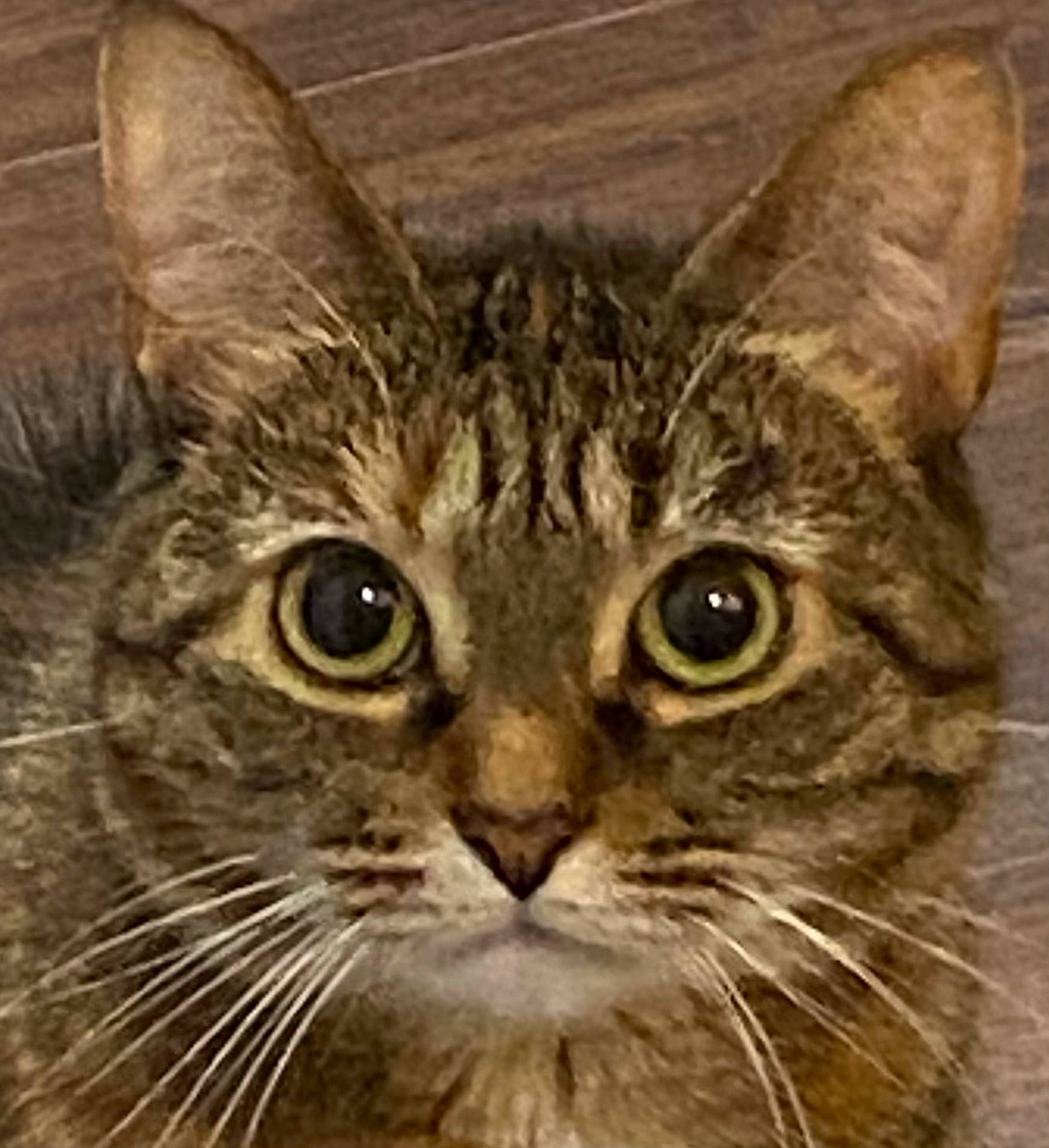 Kiki joined the competition — help win amazing prizes! art, carnivore, cat, domestic_short_haired_cat, eye, felidae, fur, head, small_to_medium_sized_cats, snout, terrestrial_animal, whiskers, window