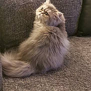 Orphée participe au concours pour gagner de l'argent avec cette photo : american_curl, asian, asian_semi_longhair, british_longhair, british_semi_longhair, carnivore, cat, domestic_long_haired_cat, felidae, fur, kitten, maine_coon, mammal, munchkin, norwegian_forest_cat, persian, ragamuffin, siberian, small_to_medium_sized_cats, whiskers
