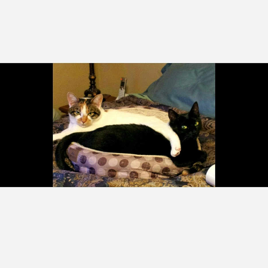 Peachie And Tinker is registered to the contest to win money with this photo: animal, bedroom, black_cat, blanket, cat, cats, companion, cozy, cute, domestic, feline, indoor, lamp, pet_bed, relaxed, remote_control, resting, sleeping_area, two_animals, white_cat