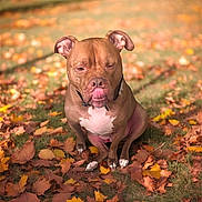 Lucre joined the competition — help win amazing prizes! dog, brown_dog, white_chest, autumn_leaves, fall, outdoor, grass, nature, pet, animal, canine, sitting, tongue_out, leaf_litter, park, daylight, cute, muzzle, ears, collar