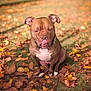 dog, brown_dog, white_chest, autumn_leaves, fall, outdoor, grass, nature, pet, animal, canine, sitting, tongue_out, leaf_litter, park, daylight, cute, muzzle, ears, collar