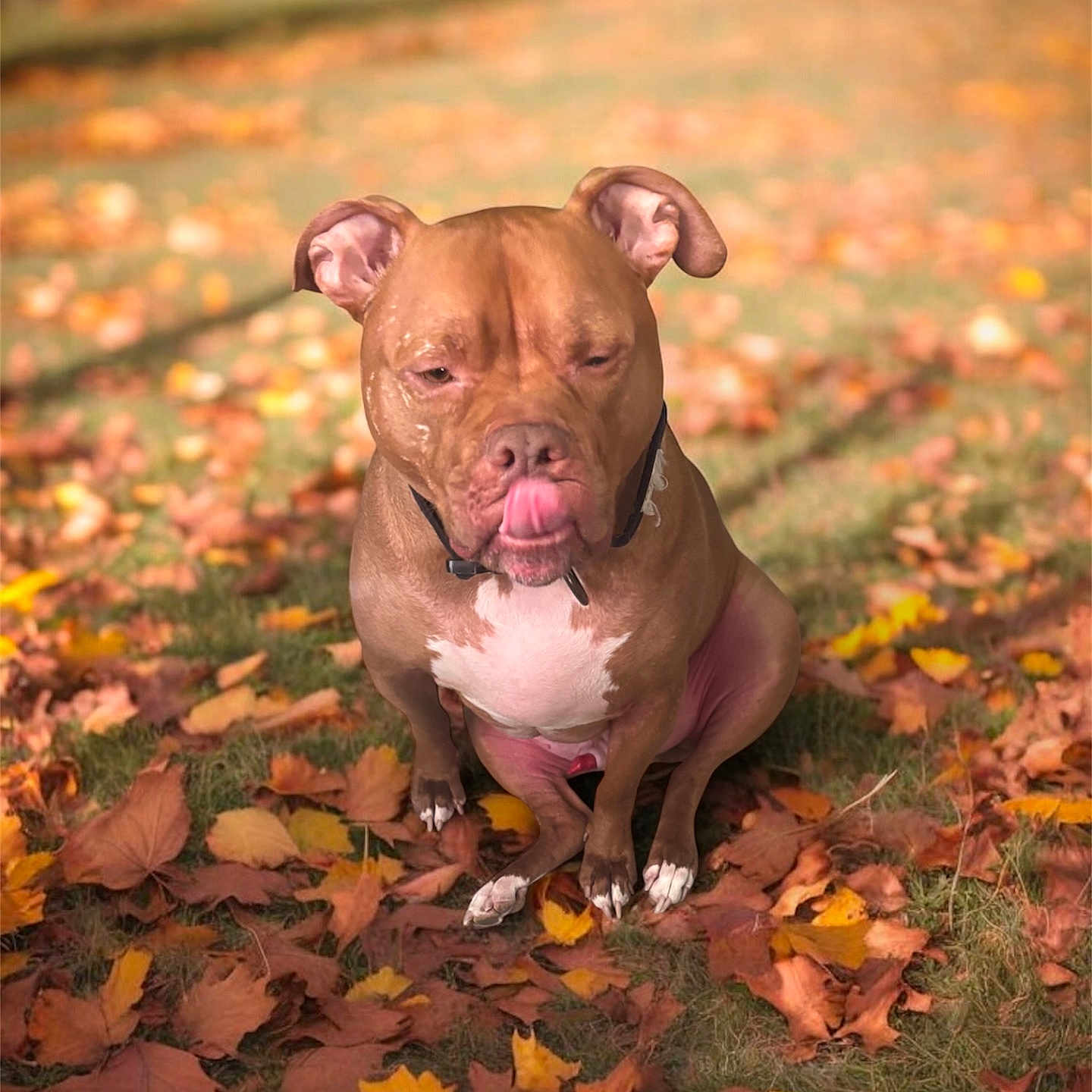 Lucre joined the competition — help win amazing prizes! animal, autumn_leaves, brown_dog, canine, collar, cute, daylight, dog, ears, fall, grass, leaf_litter, muzzle, nature, outdoor, park, pet, sitting, tongue_out, white_chest
