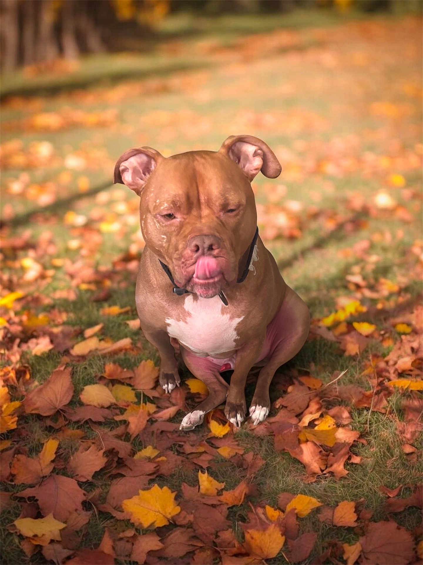 Lucre joined the competition — help win amazing prizes! dog, brown_dog, white_chest, autumn_leaves, fall, outdoor, grass, nature, pet, animal, canine, sitting, tongue_out, leaf_litter, park, daylight, cute, muzzle, ears, collar