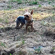 Shanon a rejoint le concours — aidez-le/la à gagner de superbes lots ! alert, animal, brown, canine, daylight, dog, dry_grass, ear, ears_up, field, fur, grass, gray, ground, nature, outdoor, pet, small_dog, standing, wild