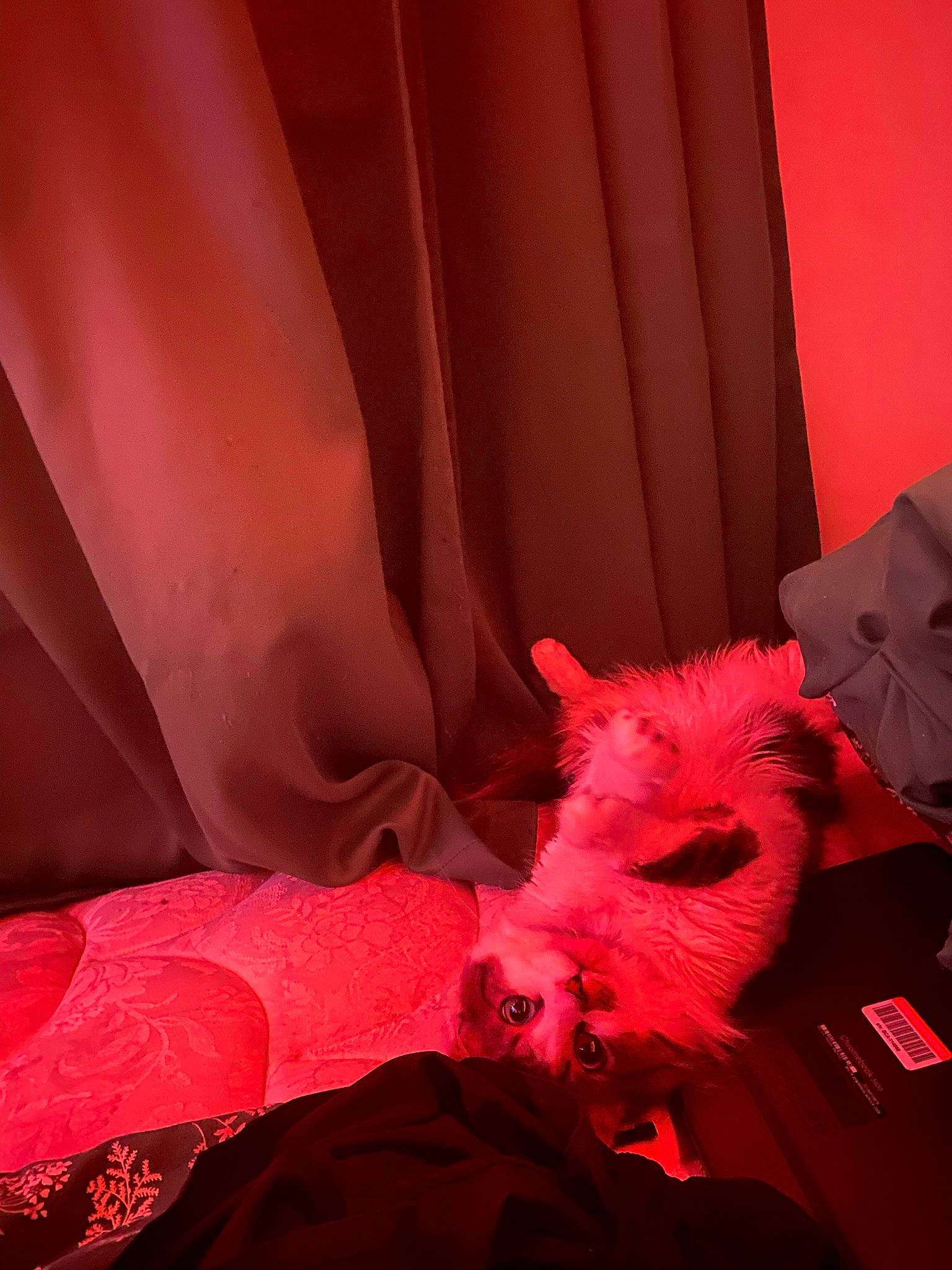 Prim is registered to the contest to win money with this photo: bed_sheet, carmine, carnivore, comfort, companion_dog, curtain, event, felidae, fur, human_leg, linens, magenta, orange, peach, petal, pillow, pink, small_to_medium_sized_cats, tints_and_shades, whiskers