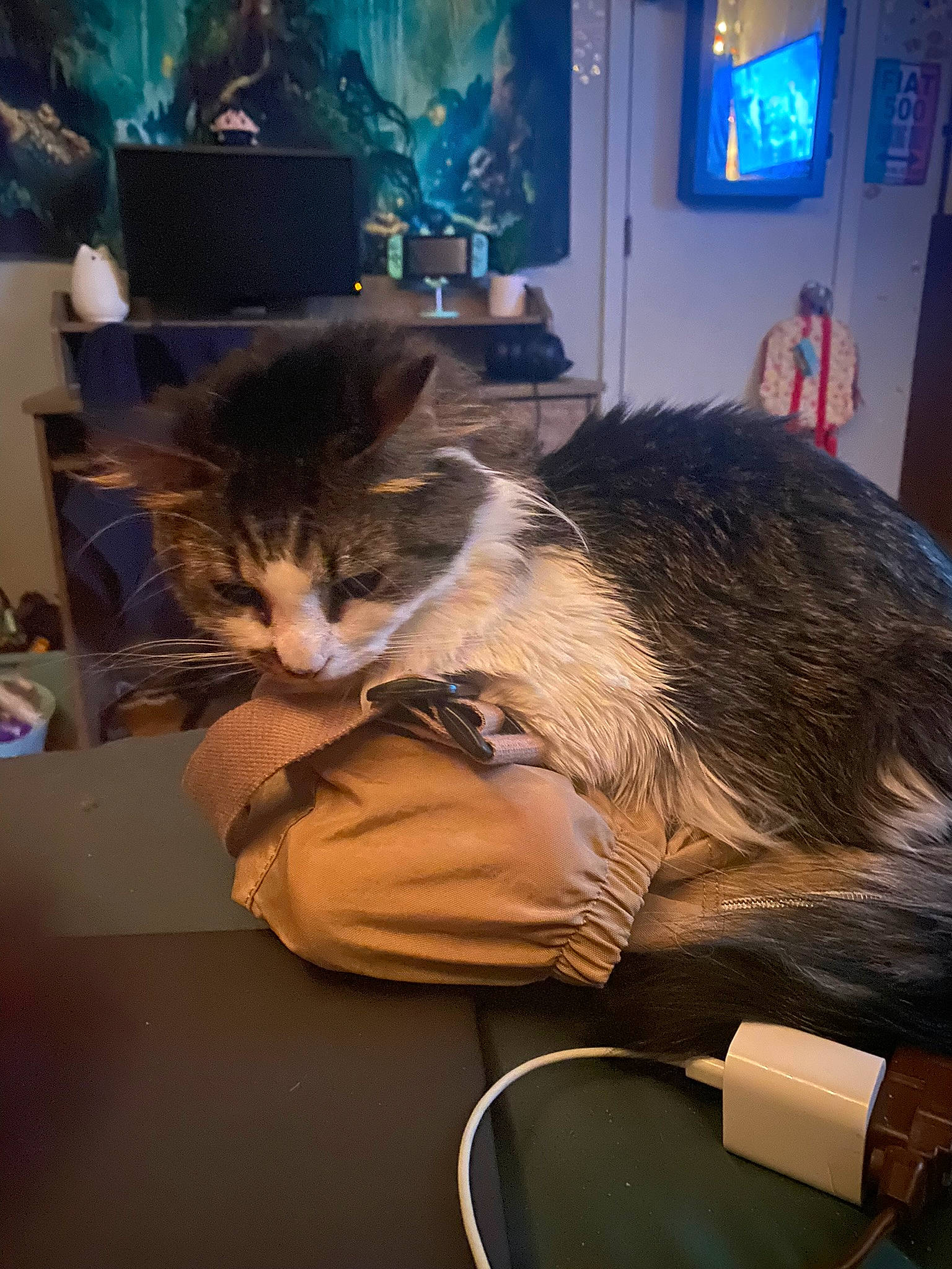 Prim joined the competition — help win amazing prizes! box, carnivore, cat, comfort, domestic_short_haired_cat, felidae, flooring, fur, houseplant, lap, led_backlit_lcd_display, lighting, night, picture_frame, room, small_to_medium_sized_cats, space, tail, television, whiskers